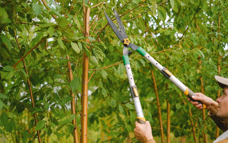 Tree trimming in Jerseyville, IL