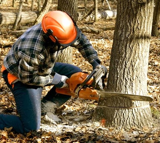 Tree Removal in Jerseyville, IL